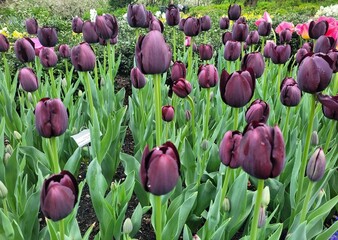 tulips in the garden
