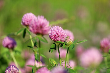 Pink clover flowers on summer field in green grass