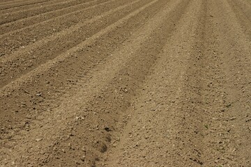 Freshly made furrows on a sunny spring day. Agriculture farming.