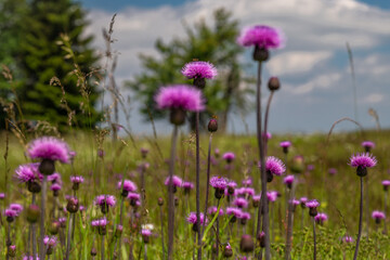 Flowers and meadows in Krusne mountains with sunny fresh color day