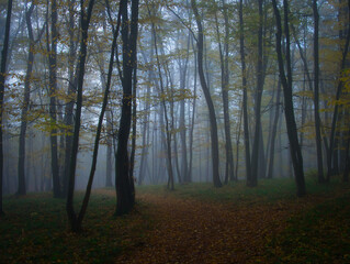 Fototapeta premium Mysterious foggy forest with forest path during autumn day