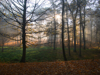 Mysterious foggy forest during autumn day