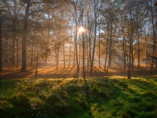 Mysterious foggy forest during autumn day