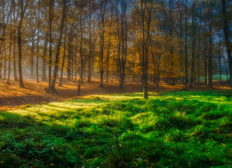 Mysterious foggy forest during autumn day