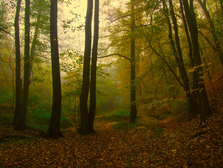 Obraz premium Mysterious foggy forest during autumn day