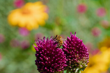 A honeybee is gathering nectar from a blooming purple flower in a beautiful outdoor setting