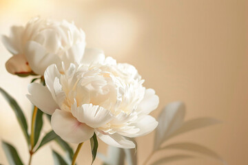 White peony flowers on a beige background with soft light in a close-up, macro photograph with blurred focus and pastel tones. The delicate texture and elegant composition