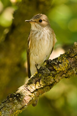 Muchołówka szara, Muscicapa striata