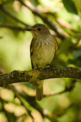 Muchołówka szara, Muscicapa striata
