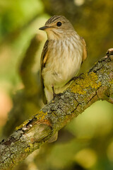 Muchołówka szara, Muscicapa striata