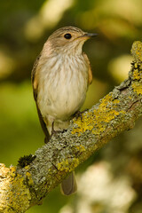 Muchołówka szara, Muscicapa striata