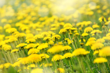  Flowers of dandelion are in the rays. Natural spring background with blooming dandelions flowers. Many yellow dandelion flowers on meadow in nature.