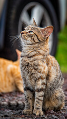 Panorama, Panama, Greece,, Italy, Island, boat, church