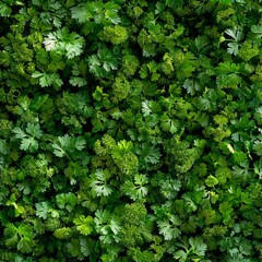 Coriander leaves texture background, cilantro leaf pattern, chinese parsley greens banner, spices, seasonings