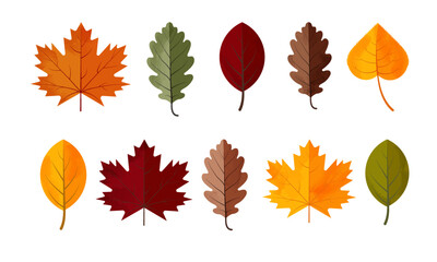 A set of fall leaves. Isolated vector illustration