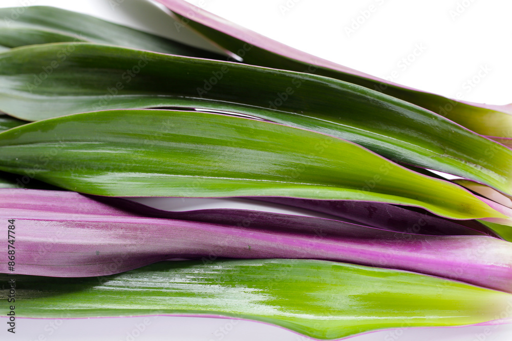 Wall mural boat-lily, oyster lily, oyster plant, white-flowered tradescantia.