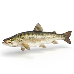 Fototapeta premium realistic 3d rendering of a dace fish