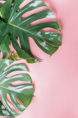 tropical leaves with pink background