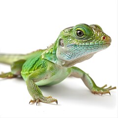Fototapeta premium A green iguana isolated on a white background