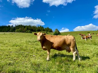cows on a meadow looking at camera
