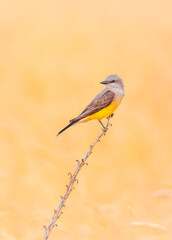 little wild bird on a stick
