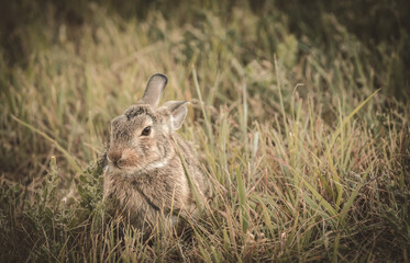 little bunny rabbit in the wild