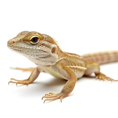 Fototapeta premium Bearded Dragon on White Background