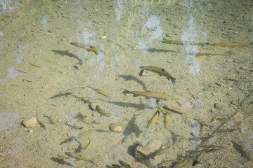 trout fish swimming in the river