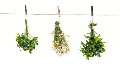 Bunch of green fresh mint tied hanging on a rope isolated on white