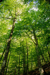 Obraz premium grown green trees in the forest in summer