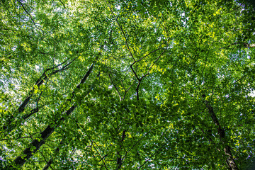 Fototapeta premium grown green trees in the forest in summer