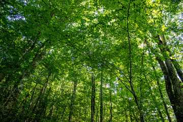 grown green trees in the forest in summer