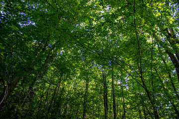 Obraz premium grown green trees in the forest in summer