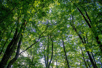 Obraz premium grown green trees in the forest in summer