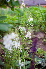 White verbascum flowers blooming in summer garden by roses and salvia. Perennial plants grow on flowerbed