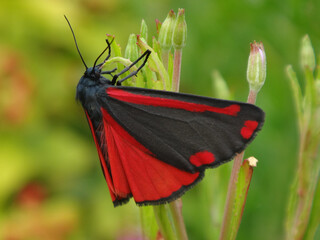 Cinnabar moth (Tyria jacobaeae) perching on willowherb © Distracted_by_Bugs