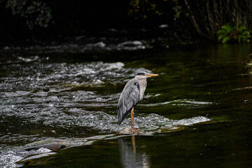 Irish crane hunting on the river