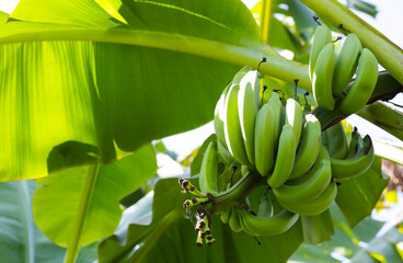 A bunch of green bananas on tree
