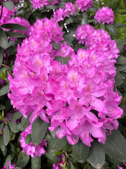 pink rhododendron flowers in the garden