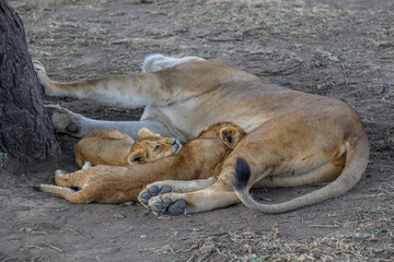 lion cub resting on the ground