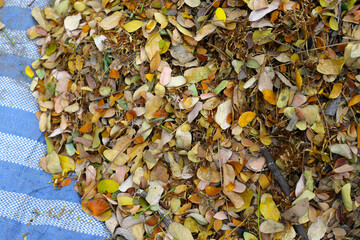 Brown dried leaves of rain tree. Dried leaves for composting