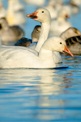 Geese in water