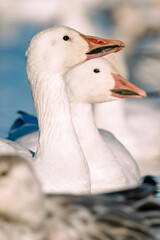 Snow Geese in water