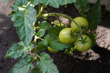 green tomatoes on a vine