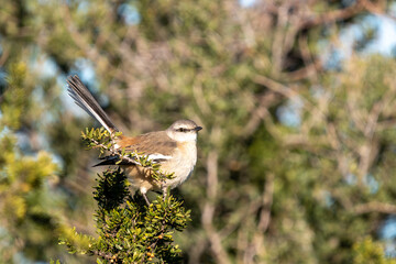 white-banded mockingbird