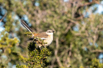 white-banded mockingbird