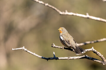 whitw-tipped Plantcutter