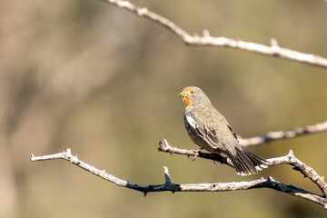 whitw-tipped Plantcutter
