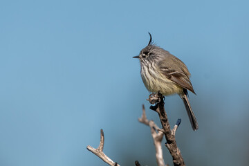 tufted tit-tyrant