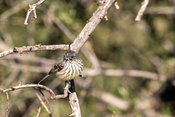 tufted tit-tyrant